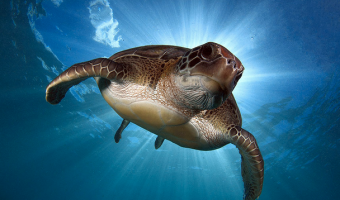 Exposicin de Tortugas Marinas de Argentina